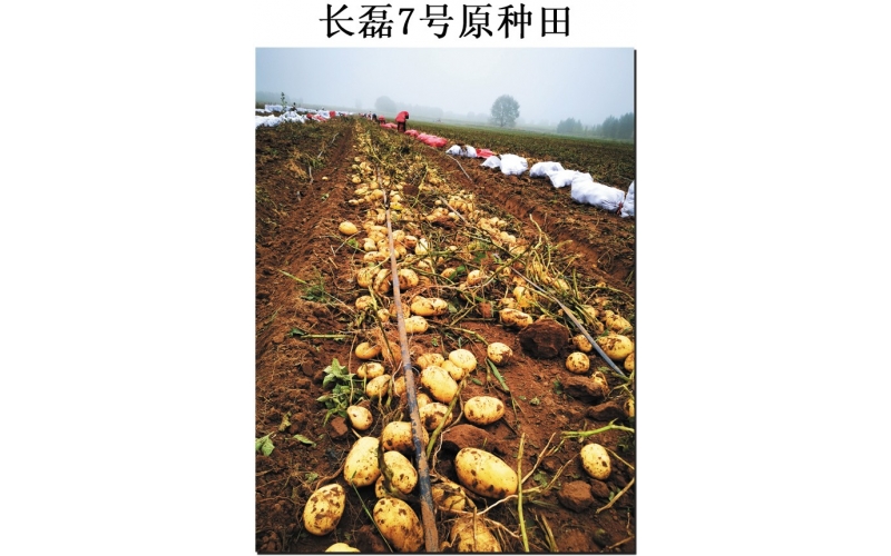 長磊農業(yè)科技開發(fā)有限公司品種研發(fā)